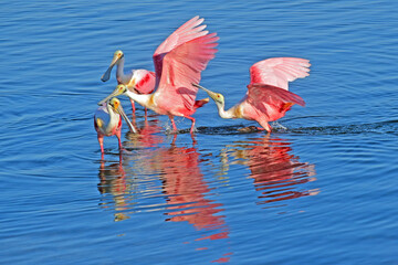 Playful Roseate Spoonbills in the water.