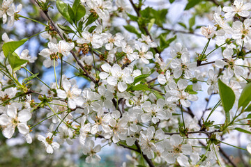 Plum blossoms. White plum flowers on a background of light blue sky