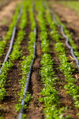 Rows of plants.