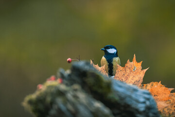 A songbird (the great tit, parus major) feeding on seeds and looking around. Autumn colors, simple blurred background.