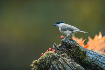 A songbird (the marsh tit, poecile palustris) feeding on seeds and looking around. Autumn colors, simple blurred background.
