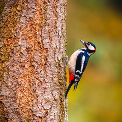 The great spotted woodpecker (Dendrocopos major) holding on to a tree. Autumn forest in the background.
