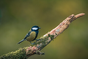 Songbird (the great tit, parus major) perched and looking around. Autumn colors, simple blurred background.