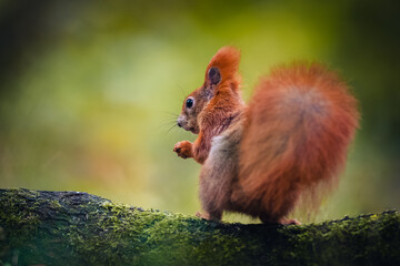 The Eurasian red squirrel (Sciurus vulgaris) sitting on a branch with its back to the camera...