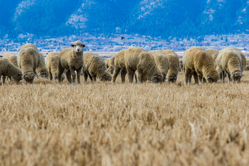 flock of sheep