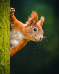 Schilderijen op glas De Euraziatische rode eekhoorn (Sciurus vulgaris) die van achter een boom kijkt. Mooie herfstkleuren, delicate achtergrond. Ondiepe scherptediepte. © Jan Rozehnal