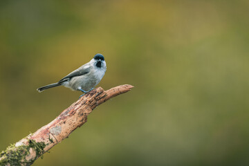 Songbird (the marsh tit, poecile palustris) perched and looking around. Autumn colors, simple blurred background.