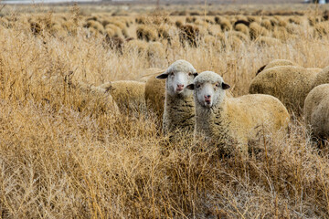 sheep in a field