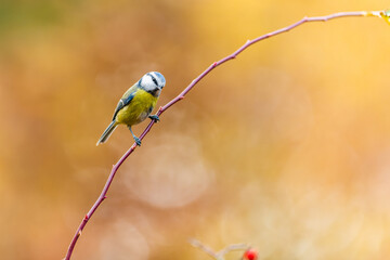 The Eurasian blue tit (Cyanistes caeruleus) on a twig looking for food. Little songbird in the autumn atmosphere on a monochrome background.
