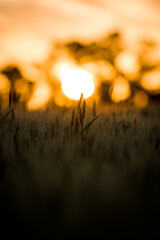 sunset in the field