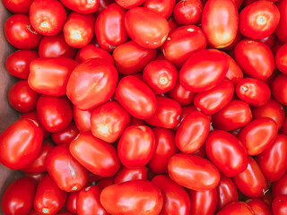 red ripe tomatoes background. Tomato autumn harvest. Natural products, seasonal vegetables, local food.