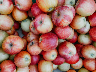 fresh juicy apples on the counter of the farmers' market. Autumn harvest of apples. Natural products, seasonal fruits, local food.