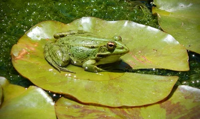 Deurstickers frog on a water lily © Irene