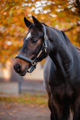 Obraz premium hübsches deutsches Sportpferd Warmblut Wallach im Herbst vor schönem herbstlichen Laub, mit hübschen Lederhalfter