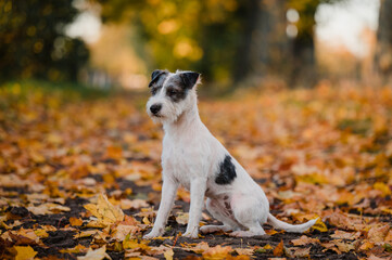 kleiner süßer Parson Jack Russel Terrier Hund Rassehund im schönen Herbstlaub herbstliche Farben und Blätter