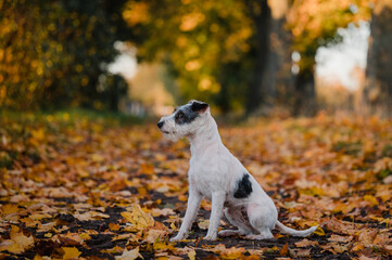 kleiner süßer Parson Jack Russel Terrier Hund Rassehund im schönen Herbstlaub herbstliche Farben...
