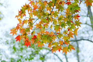 紅葉と青空