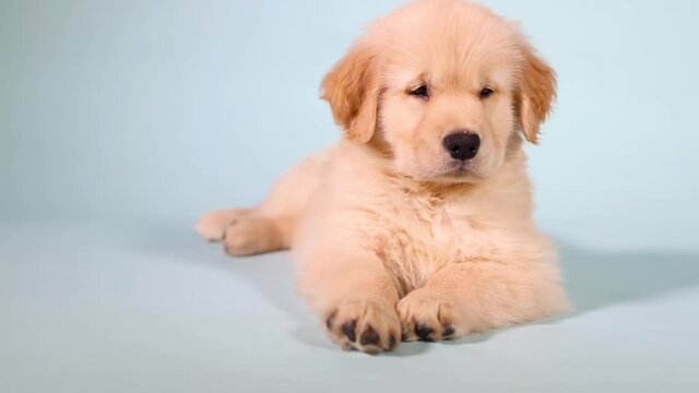Golden retriever puppy dog sleepy at nap time. Falls asleep while laying down on a blue background