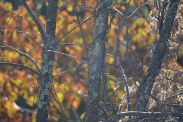 trees in autumn