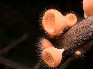 close up of a mushroom