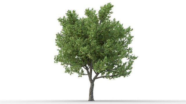 Growing trees on a white background 3D animation growth grow from small to large, EnglishYew trees animate in the breeze on white background with alpha mattes 3D virtual tree. Separated with alpha 