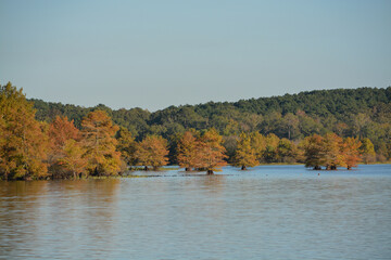 The Bald Cypress Trees growing in Lake D''Arbonne State Park, Louisiana
