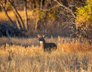 Mature male Whited tailed deer stands at edge of marsh surveying before walking further out into field during sunset at Rocky Mountain Arsenal National Wildlife Refuge - Powered by Adobe