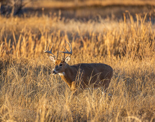 Mature male White tailed deer walking out from the marsh into field during sunset at Rocky Mountain Arsenal National Wildlife Refuge