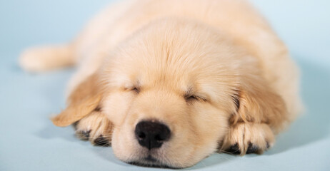 Baby golden retriever puppy dog with cute face asleep during nap