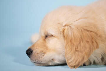 Golden retriever puppy dog sleeping during nap © Mat Hayward