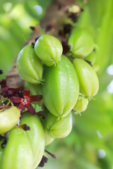 Star fruit called wuluh widely used as a spice in cooking and herbal medicine, it tastes very sour