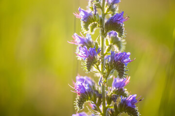 Blue melliferous flowers of Echium vulgare viper's bugloss and blueweed blue weed flowers in the meadow in summer at sunset in the rays of the setting sun