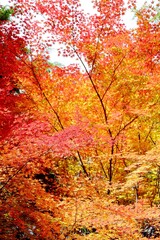 日本の紅葉