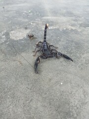 crab on the beach