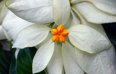 Beautiful white flower with orange buds, natural background, in shallow focus