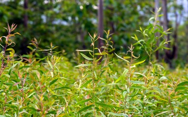 Cajuput (Melaleuca cajuputi) seedlings in the nursery, selected focus, in Yogyakarta, Indonesia