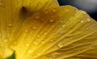 Closeup of a yellow hibiscus flower, defocused abstract background