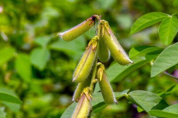 Crotalaria longirostrata, the chipilín (Crotalaria pallida) seed and leaves