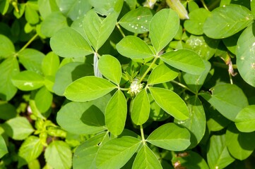 Crotalaria longirostrata, the chipilín (Crotalaria pallida) seed and leaves