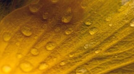 Closeup of a yellow hibiscus flower, defocused abstract background