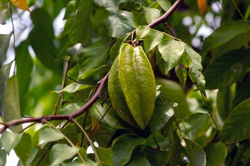 Fresh green raw star fruits hanging on its tree