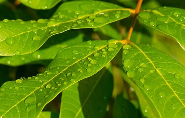 Longan (Dimocarpus longan) green leaves with water splash for natural background