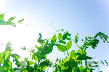 Obraz premium 新緑・空