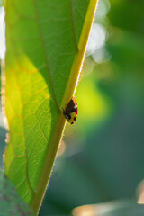 Insecto posado en hoja