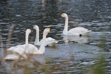 Swans in the pond, 3/11/2021
