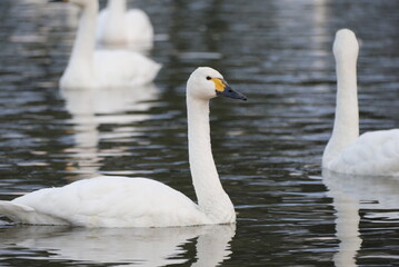 Fototapeta premium Swans in the pond, 3/11/2021