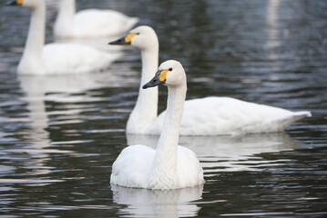Obraz premium Swans in the pond, 3/11/2021