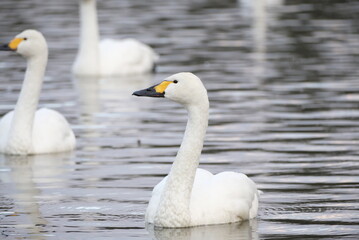Fototapeta premium Swans in the pond, 3/11/2021