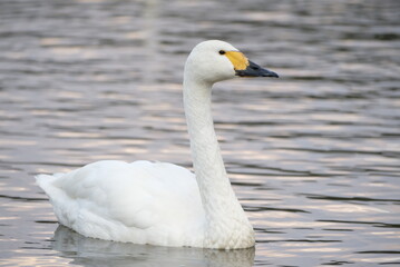 Fototapeta premium Swans in the pond, 3/11/2021