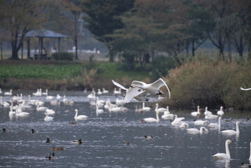 Swans in the pond, 3/11/2021